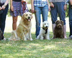 Obedience training 10 Session special.